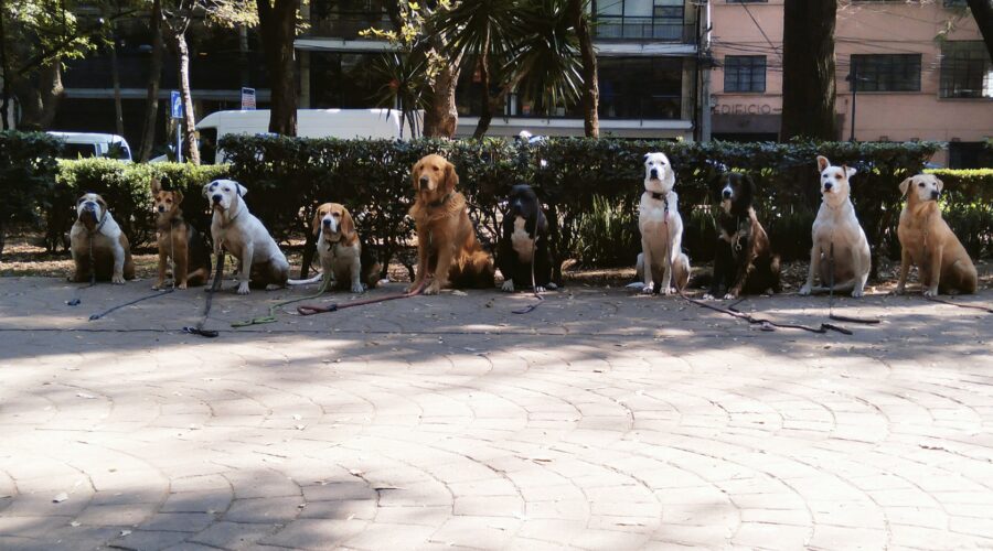 Paseador de perros